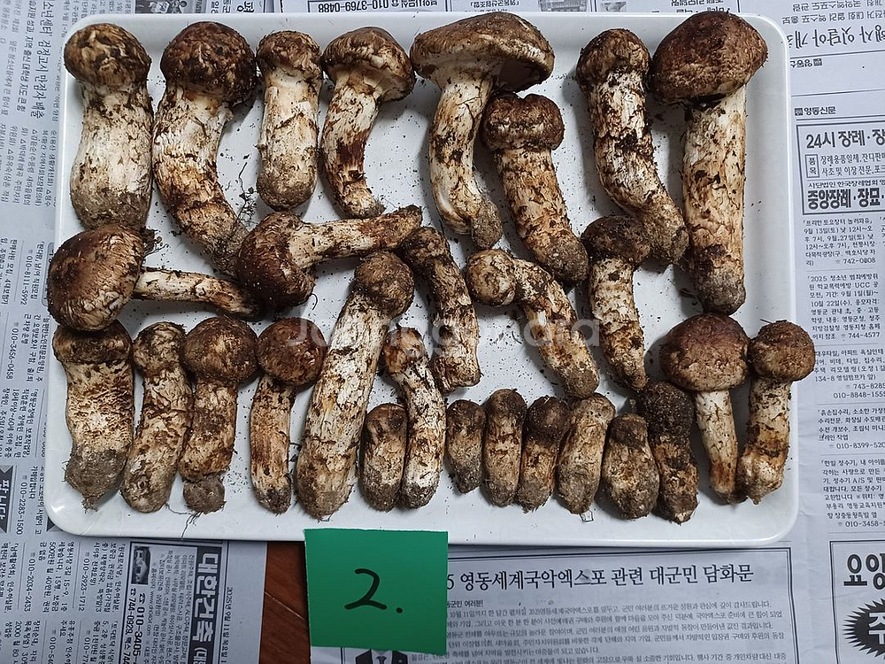 국내산 송이버섯 (1kg 25만원)--1