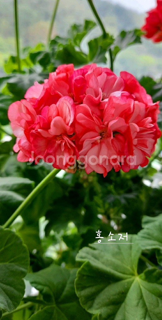 제라늄 2종 홍소저,별빛드림--0