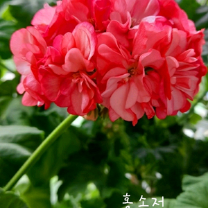 제라늄 2종 홍소저,별빛드림