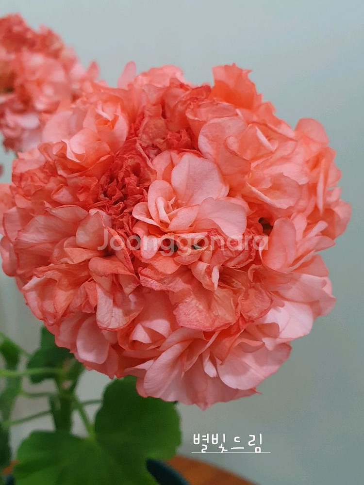 제라늄 2종 홍소저,별빛드림--1