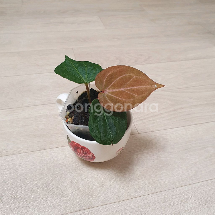 안스리움 킹오스 킹오브스페이드--0