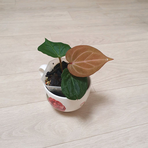 안스리움 킹오스 킹오브스페이드