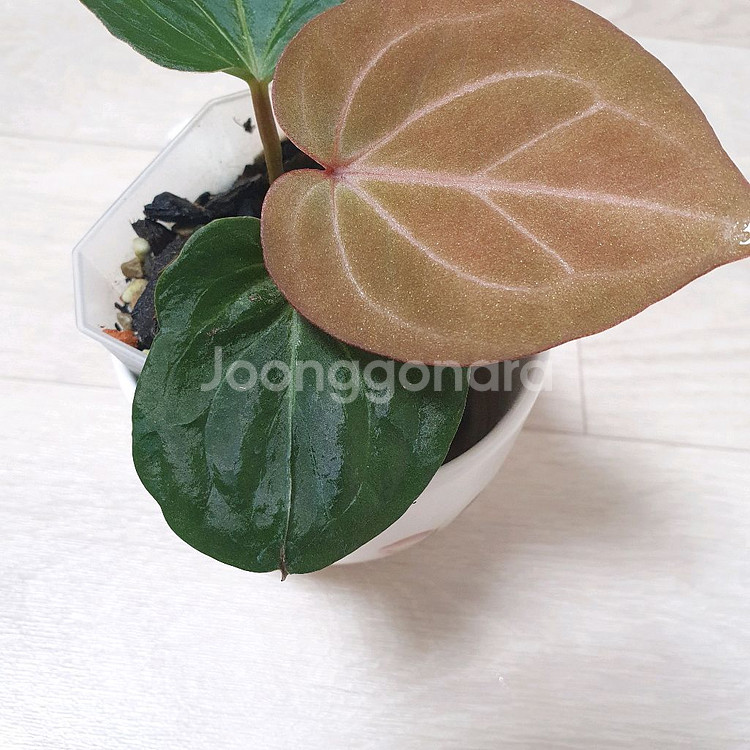 안스리움 킹오스 킹오브스페이드--2