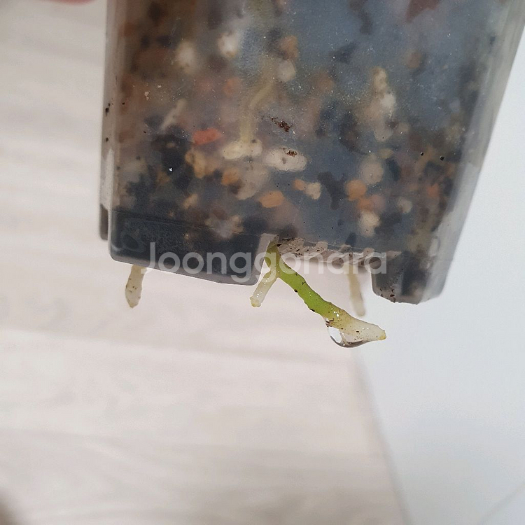 안스리움 킹오스 킹오브스페이드--4