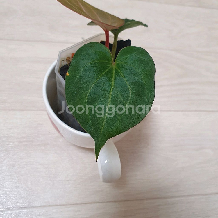 안스리움 킹오스 킹오브스페이드--3