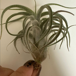 틸란드시아 버드락x비씨