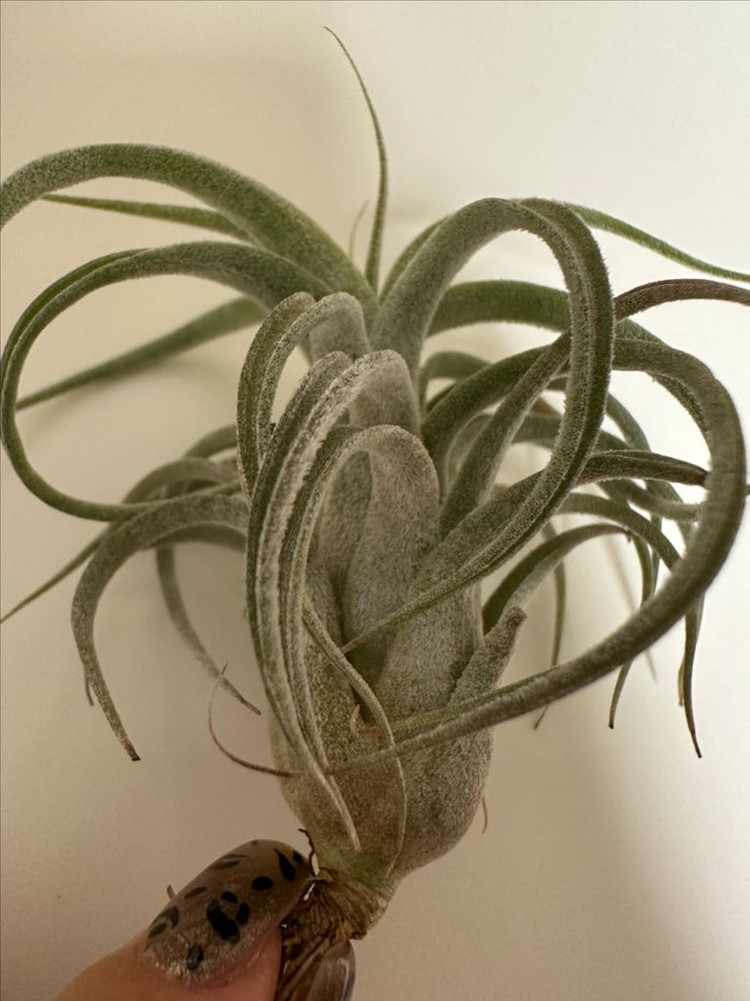 틸란드시아 버드락x비씨--1