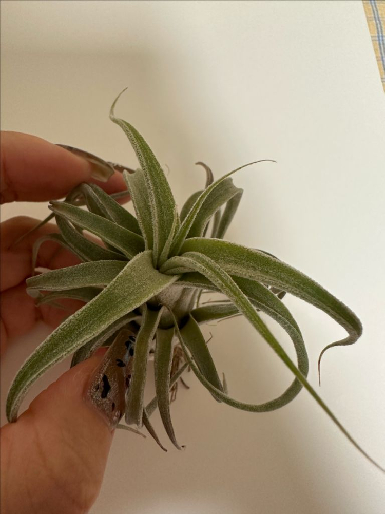 틸란드시아 버드락x비씨--2