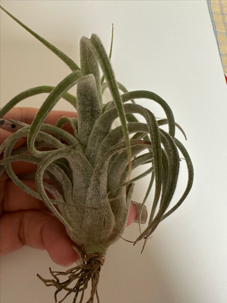 틸란드시아 버드락x비씨--4