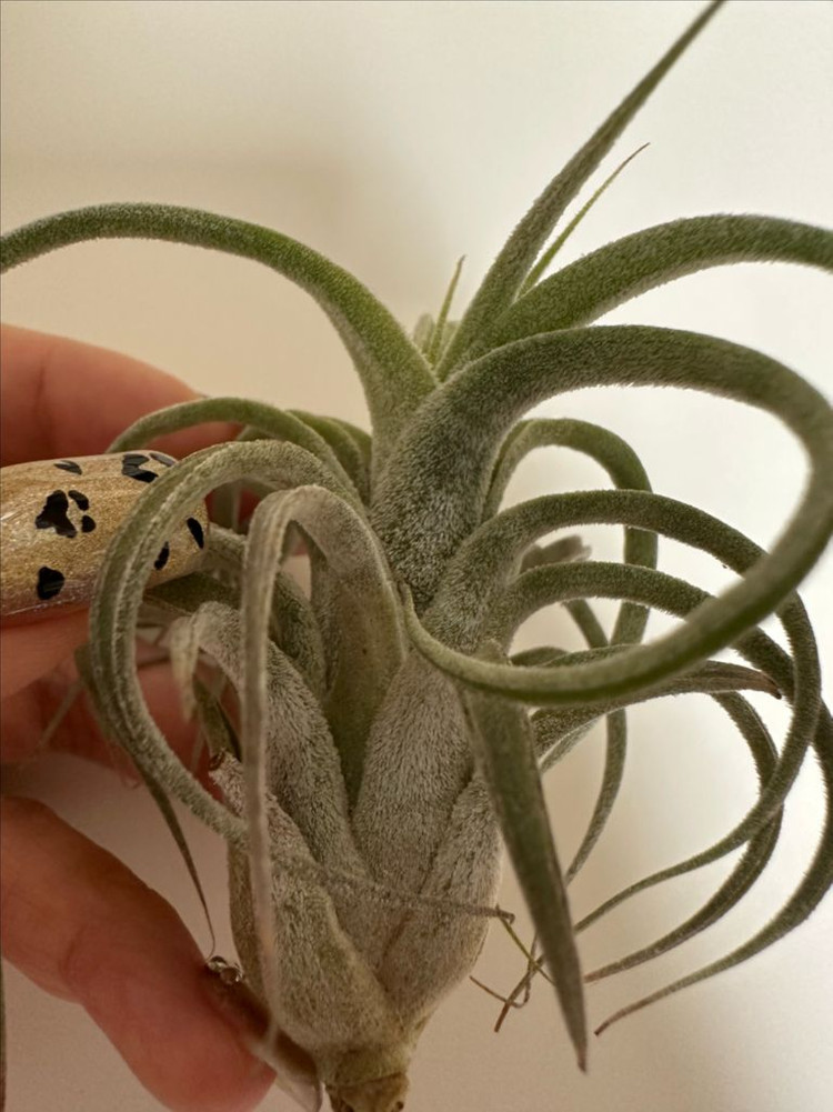 틸란드시아 버드락x비씨--3