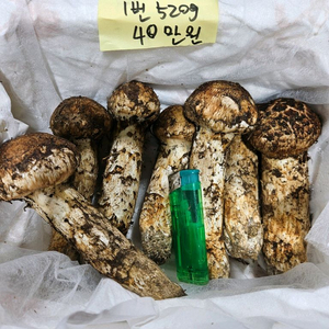 자연산 송이버섯 이미지