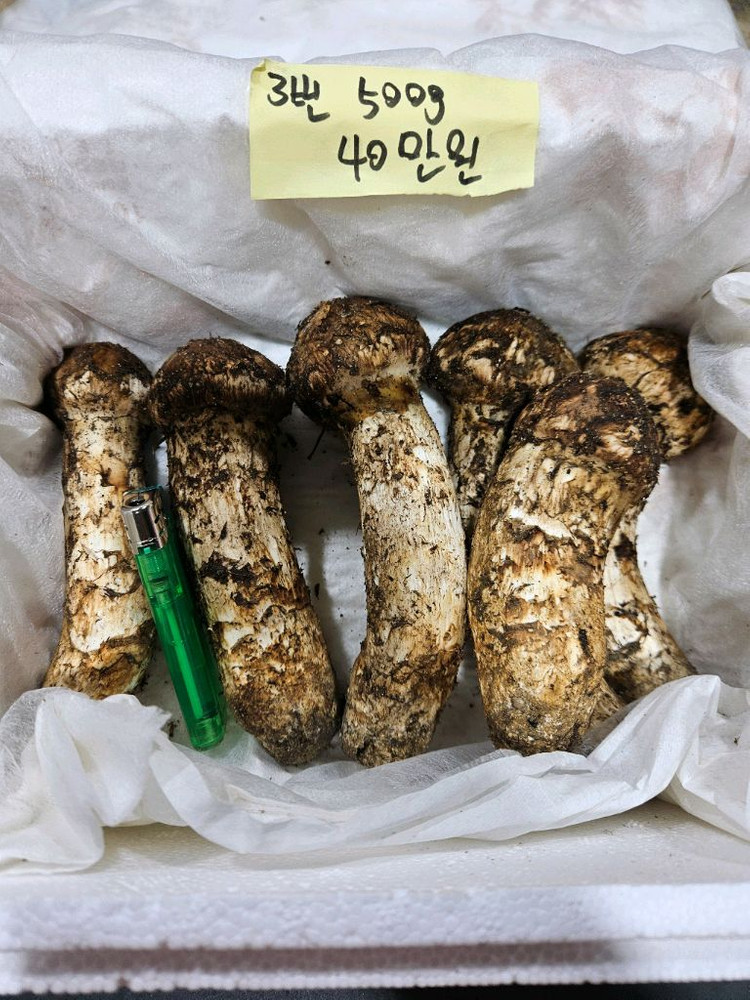 자연산 송이버섯 이미지