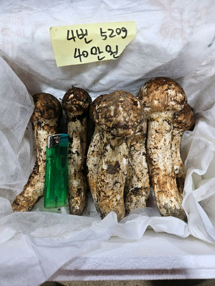 자연산 송이버섯 이미지