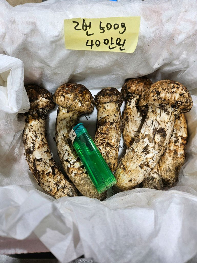 자연산 송이버섯 이미지