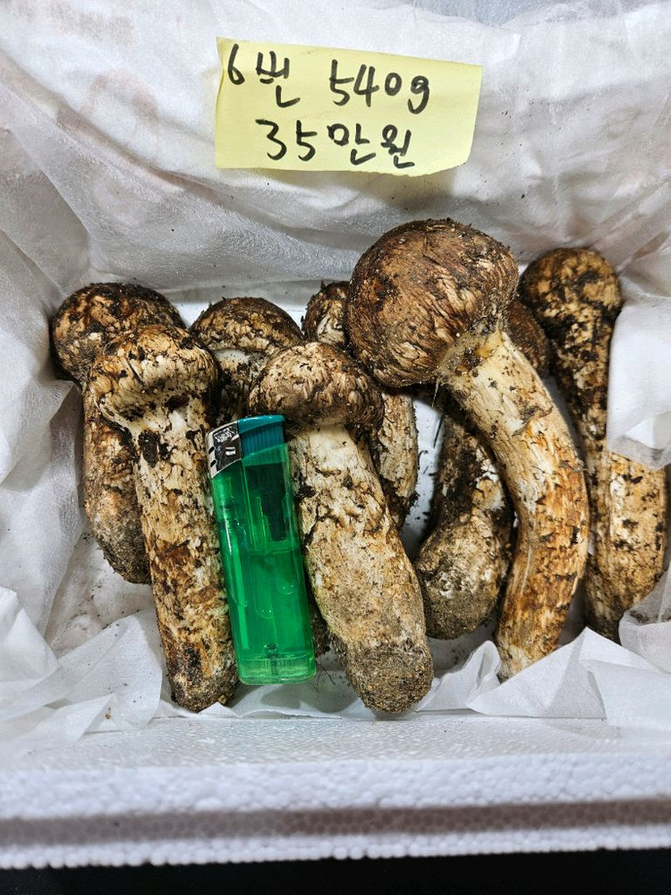 자연산 송이버섯 이미지