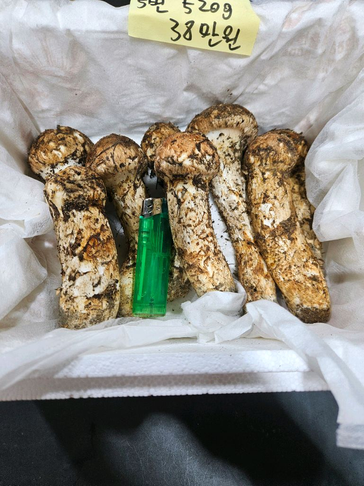 자연산 송이버섯 이미지