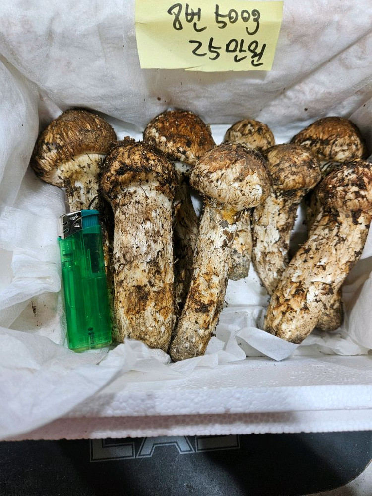 자연산 송이버섯 이미지