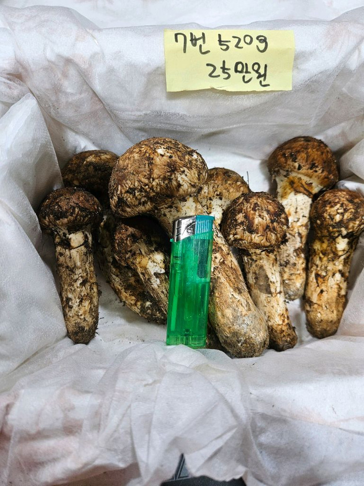 자연산 송이버섯 이미지