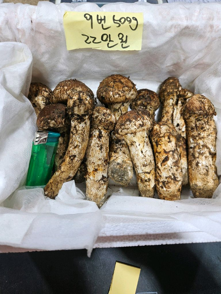 자연산 송이버섯 이미지