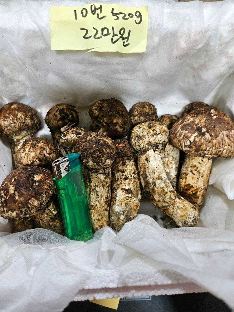 자연산 송이버섯 이미지