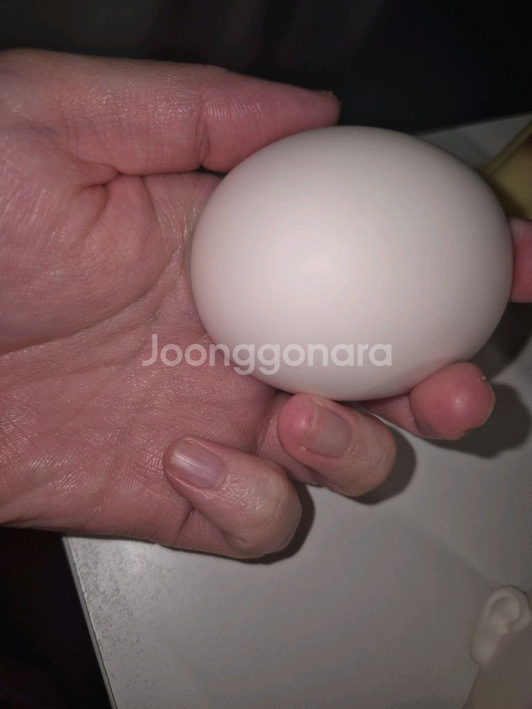 보증서 ㅇ.리틀모니카 리틀소피아 뱀파이어헤드--2