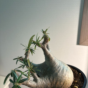 그락실리우스