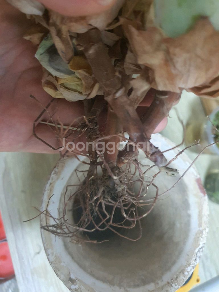 다육이 말린 장미를 닮은 귀한 엘히어로 합식--4