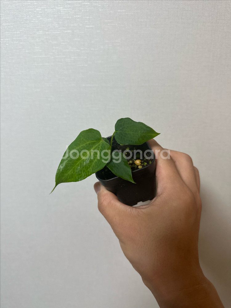 안스리움 포츠셔먼--0