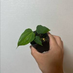 안스리움 포츠셔먼