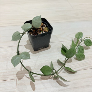 호야 크로니아나 슈퍼에스키모