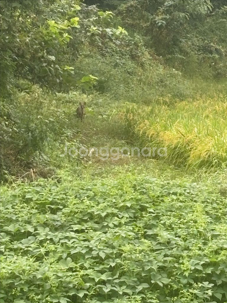 한우 정액 kpn1100 5발 팝니다--0