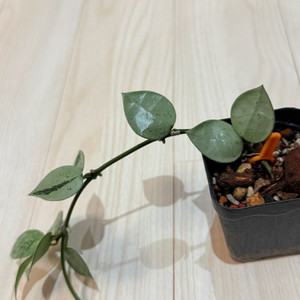 호야 크로니아나 슈퍼에스키모