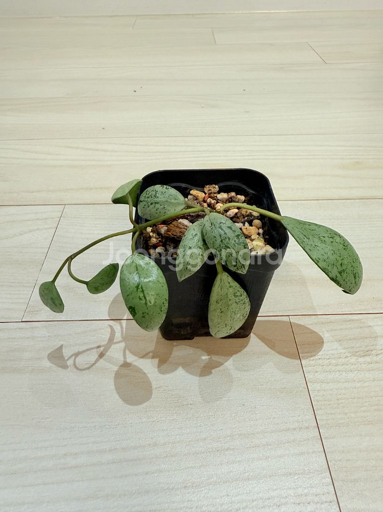 호야 라쿠노사 설가타--0