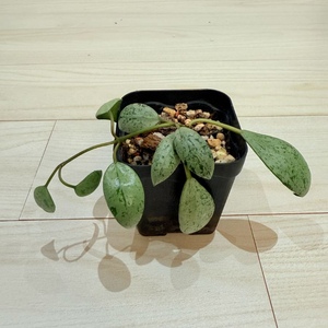 호야 라쿠노사 설가타
