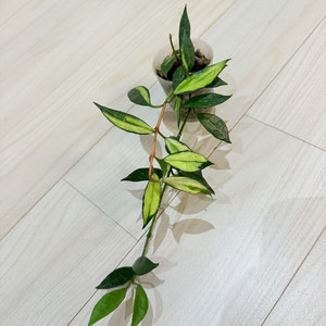 호야 라쿠노사 바리에가타