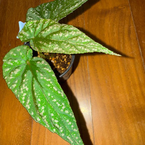 베고니아 루쿠아나 lukuana