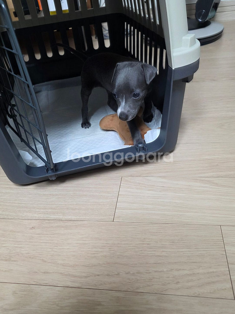 이탈리안그레이하운드 아이쥐 2개월 공주님 개인분양합니다--2