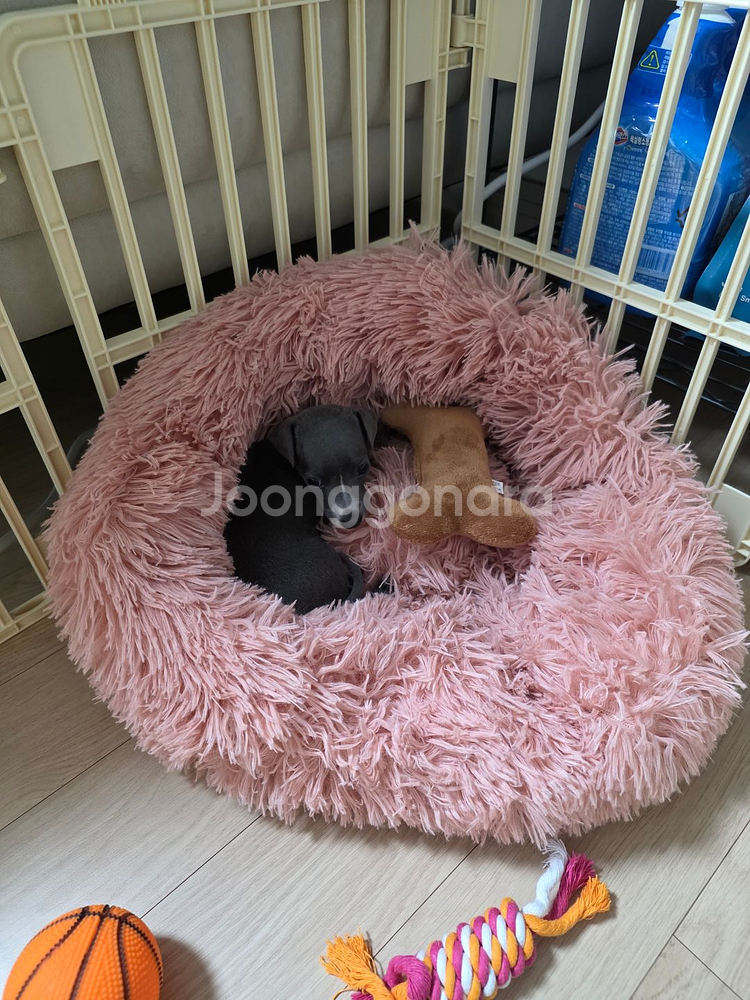 이탈리안그레이하운드 아이쥐 2개월 공주님 개인분양합니다--3