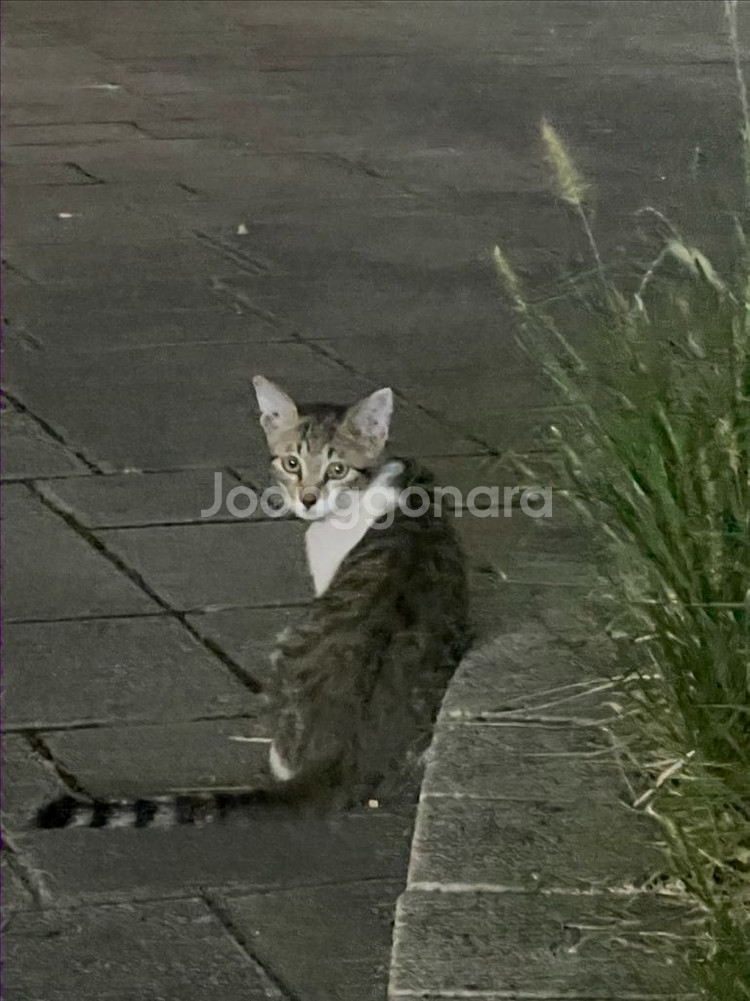 이이타코 bb 팝니다--0