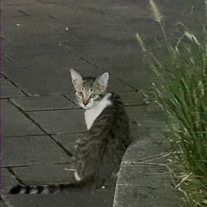 이이타코 bb 팝니다