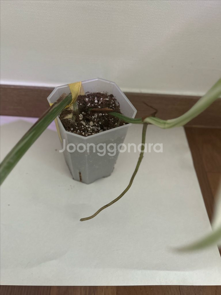 몬스테라 알보 바리에가타 무늬 식물 화분--4