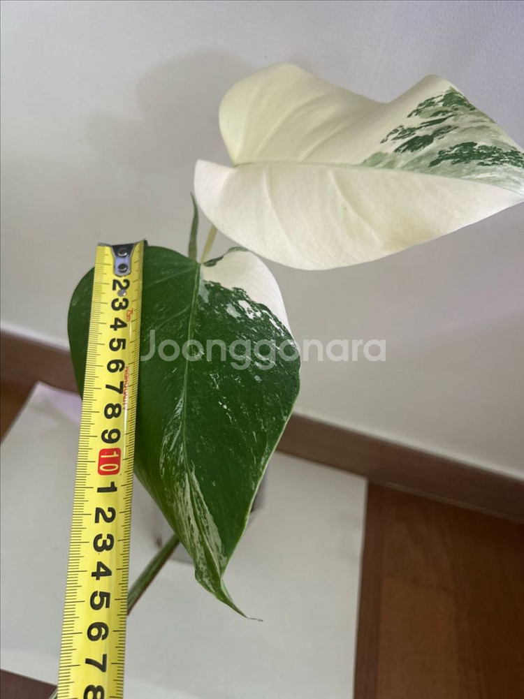 몬스테라 알보 바리에가타 무늬 식물 화분--3