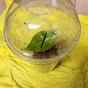 왓소니아 글로시 옐로우 바리에가타 자구모종 판매합니다 이미지