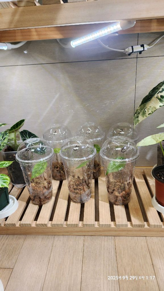 왓소니아 글로시 옐로우 바리에가타 자구모종 판매합니다 이미지