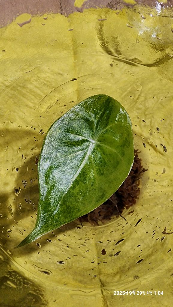 왓소니아 글로시 옐로우 바리에가타 자구모종 판매합니다 이미지