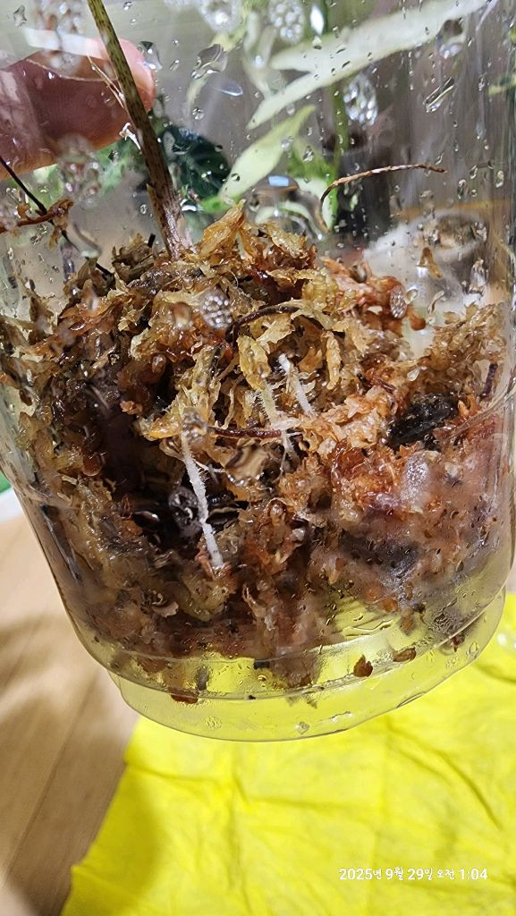 왓소니아 글로시 옐로우 바리에가타 자구모종 판매합니다 이미지