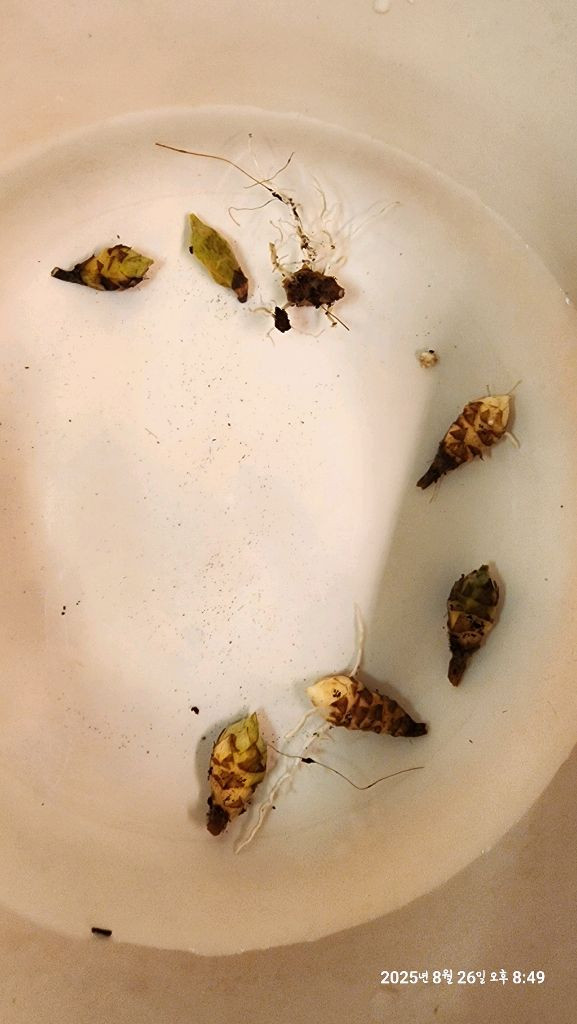 왓소니아 글로시 옐로우 바리에가타 자구모종 판매합니다 이미지