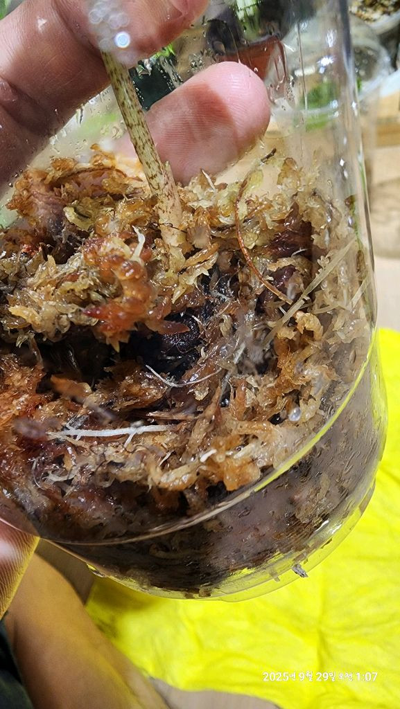 왓소니아 글로시 옐로우 바리에가타 자구모종 이미지