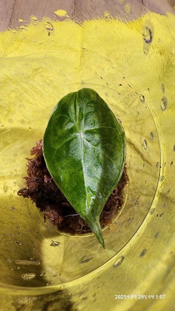 왓소니아 글로시 옐로우 바리에가타 자구모종 이미지