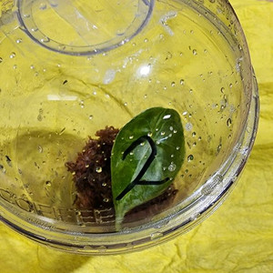 왓소니아 글로시 옐로우 바리에가타 자구모종 이미지